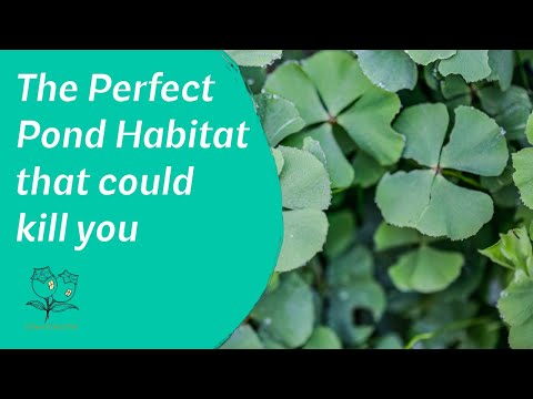 Nardoo perfect pond habitat or poison for explorers?