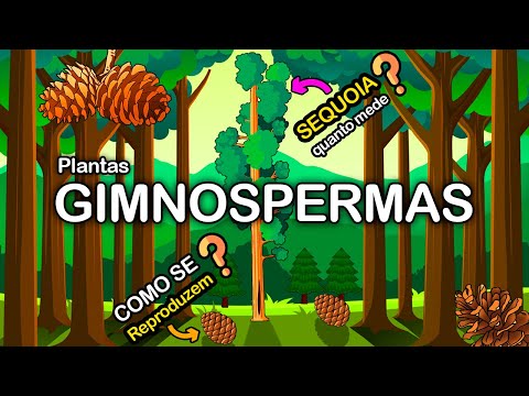 GIMNOSPERMAS – O GRUPO DAS PLANTAS TERRESTRES GIGANTES.