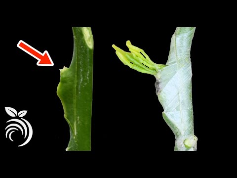 Citrus Chip Grafting at a California Nursery