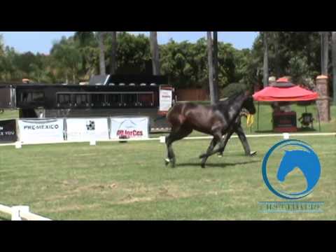 Cadete SA, Secc 2 - 4to Lugar, Campeonato PRE MEXICO ejemplares nac en Mexico 2013