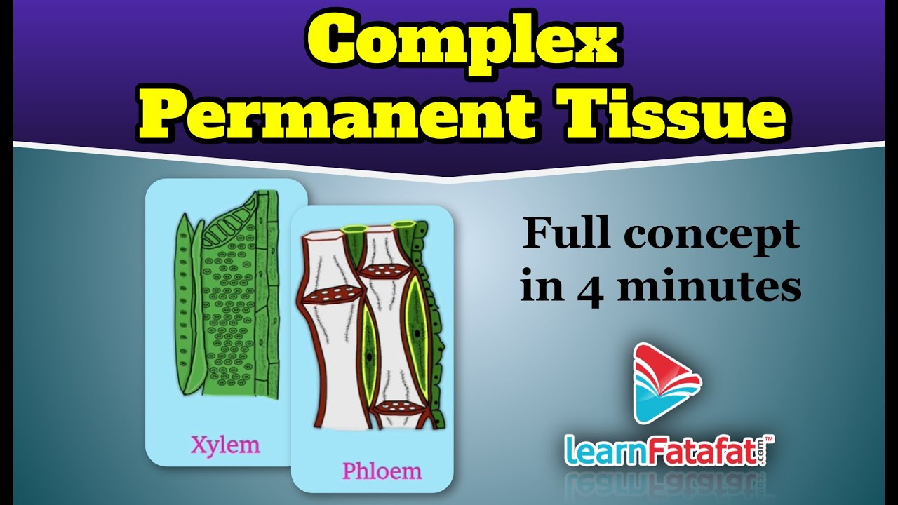 Class 9 Science Tissues Complex Permanent Tissue - LearnFatafat