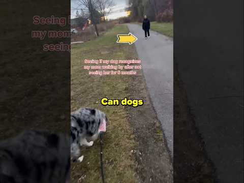 Can Dogs Really Remember Their Owners After Months Apart? 🤔
