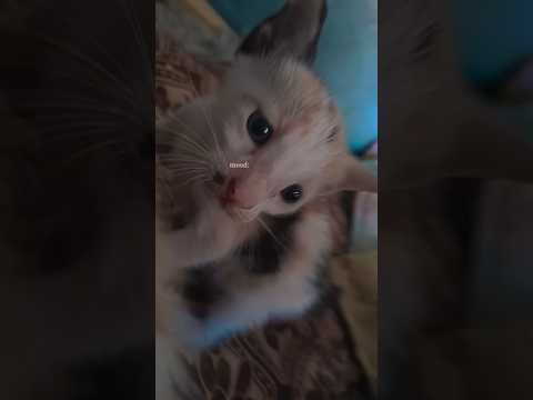 INTEODUCING NEELAM MUNIR OF CATS #cat #catvideos