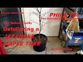 Defoliating  BLOODGOOD JAPANESE MAPLE TREE BRINGS ON SUMMER GROWTH  WATCH IT GROW ON PART2 PHILA TV!