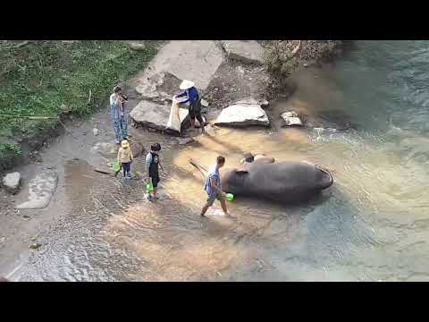 Chiang Mai - Country Side / Nice Bamboo Boot Trip and Elefants by beautiful Landscape 31.01.2023