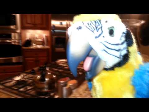 Pirates fight to the death!