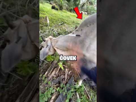 Zašto kuca kravu po ledjima🤔