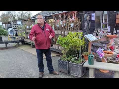 Top Tips - Bay Trees