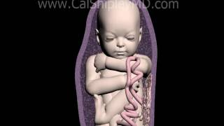 Download lagu The Nonstress Test - Animation and Narration by Dr. Cal Shipley, M.D. mp3