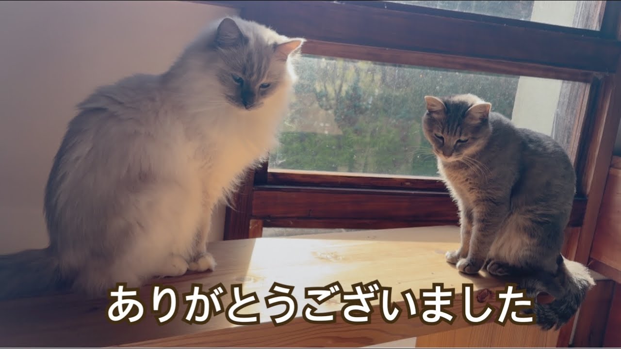 ありがとうございました【元玄関先に突然現れた子猫】【元保護猫ラグドール】