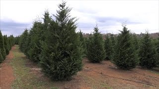 Georgia Christmas Tree Farms Nourish Our Holiday Spirit