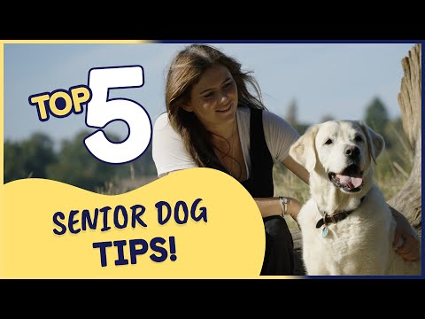 Top 5 Tips to Care For Your Senior Dog