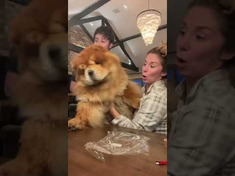 Я не могу поверить, что он только что это сделал 😂😂😂 #чау-чау #щенок #сднемрождения #шорты