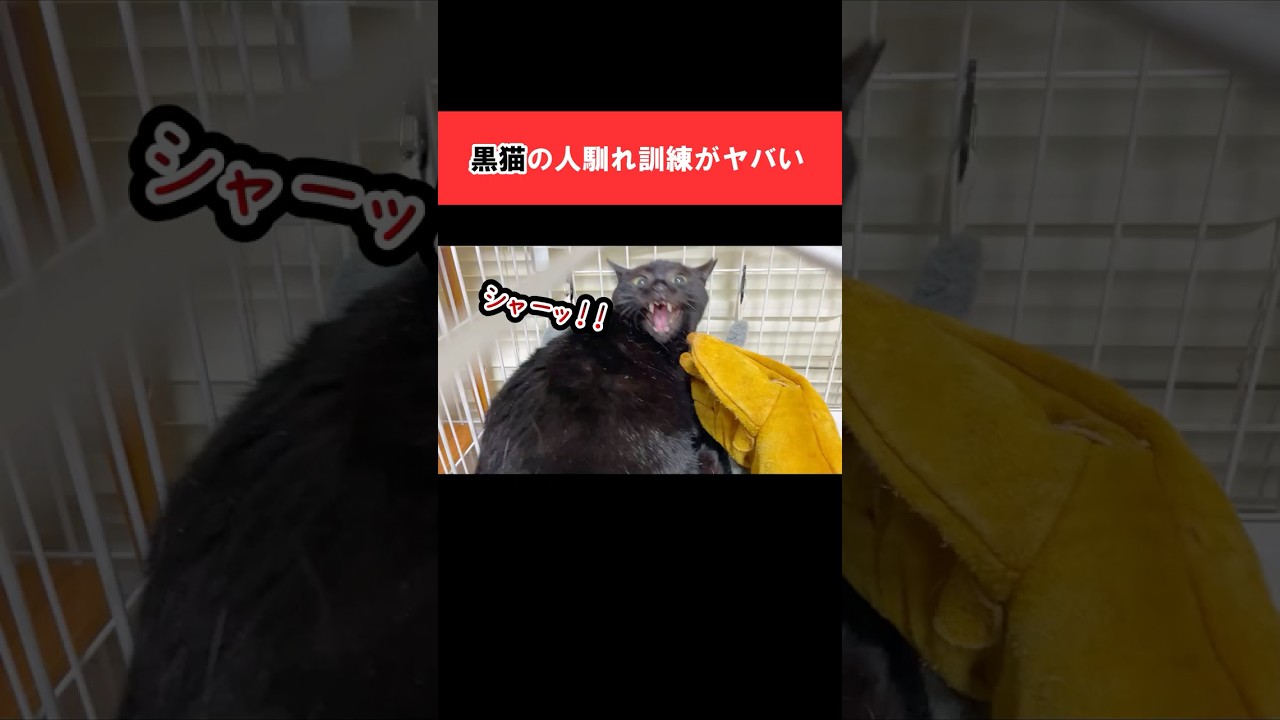 栄養失調の黒猫の人馴れ訓練がやばい