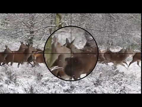 Hunting Animation Forest Hunter Shot    There w