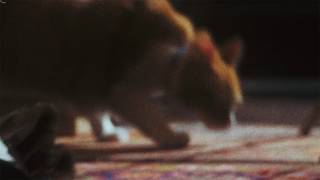 Mitski - Cats (Lyrics)