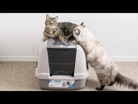 Setup and Review of Our Litter Box | Catit Jumbo Hooded Cat Pan