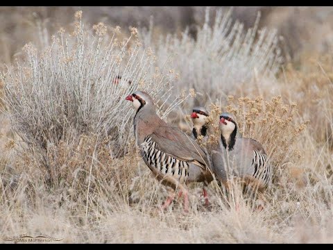 KEKLİK AVI 13 , partridge hunting-caza perdiz-куропатка охота -الحجل مطاردة