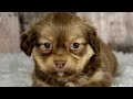 Shih Tzu dogs for sale: Boy Knox - 8934 - Video 1