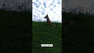 my friend is tiny fox.