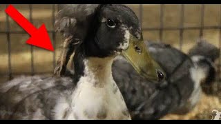 Duck with 3 Feet! - Smarter Every Day 25