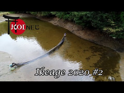 Sansai Ikeage mit Ikarashi Ozumi | Japan Koi Selektion (2020) #2