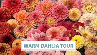 Dahlia Tour of All The Warm-Toned Dahlia Flowers In My Garden // Cottoverdi