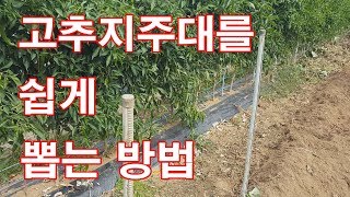 고추지주대/막대 쉽게 뽑는 방법