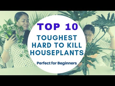, title : 'Top 10 Toughest and Hard to Kill Houseplants | EP 07