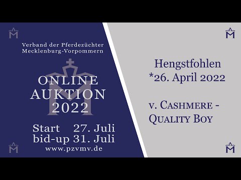 Nr. 5 Hengst v. Cashmere/Quality Boy/Mistral II