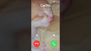 Carlito #cat #funnycats #humor #brainrot #memes #gatos #shorts