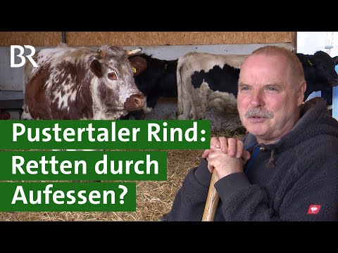 , title : 'Vom Aussterben bedroht - das Pustertaler Rind | Unser Land | BR Fernsehen'