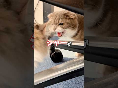 りっちゃんたちに新しい家族が増えたんですが･･･新入りレオン君はみんなと無事に打ち解けられるのか！？😭😭😭 #猫