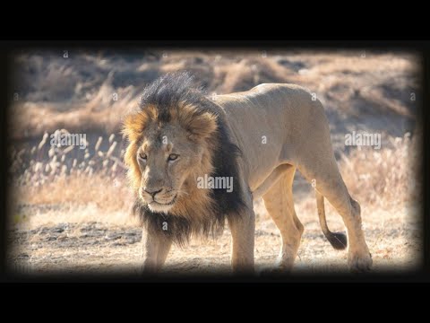 Der asiatische Löwe ist der Stolz Indiens