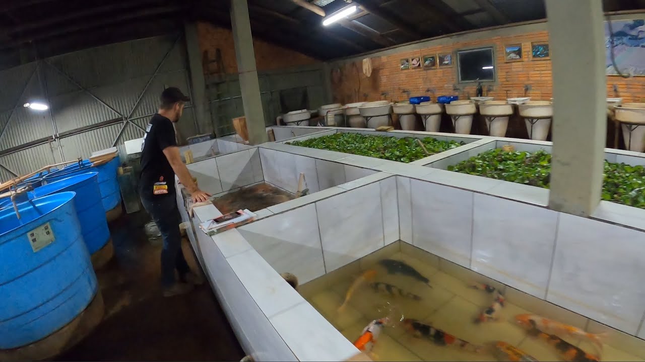 Reprodução de carpas nishikigois, foi um sucesso