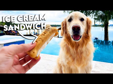 FIVE EASY SUMMER DOG TREATS YOU NEVER THOUGHT OF!