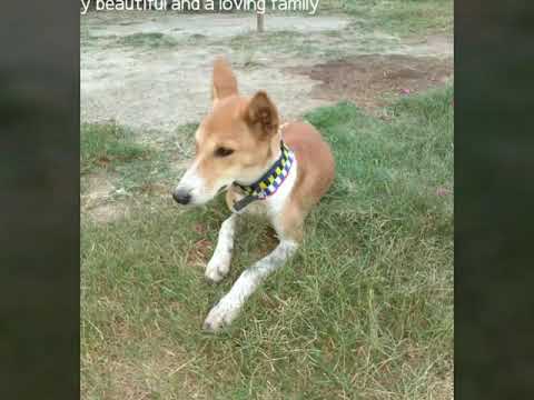 My doggie, A street dog