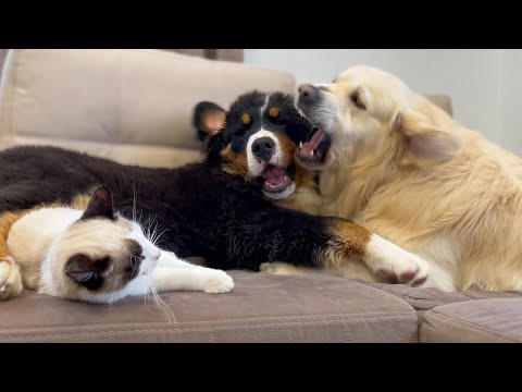 Dog Who Love Their Kitten Since The Moment They Met Cat And Dog Friendship
