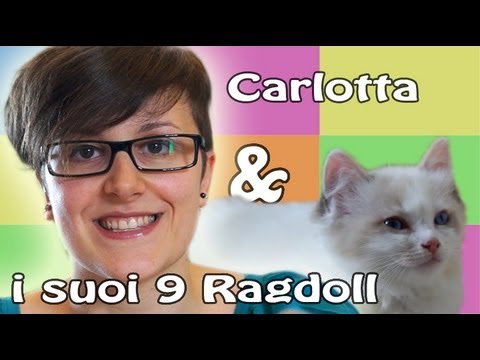 , title : 'I fantastici gatti Ragdoll dell'allevamento di Carlotta'