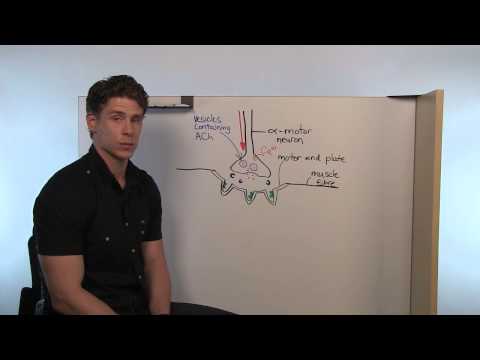 筋収縮 (Muscle Contraction)