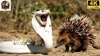 King Cobra vs Porcupine – Battle for Survival on the Prairie!