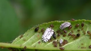 The Aphids, The Ants and The PartyCrashers