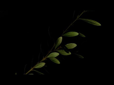 Suodeth - Freedom [LYRIC VIDEO]