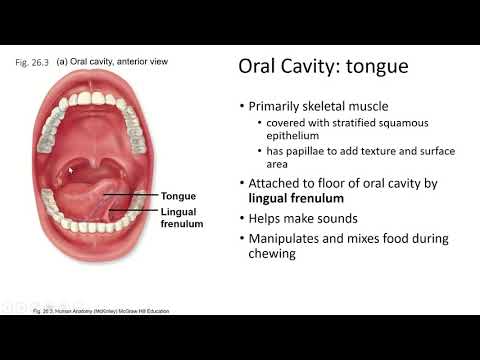 Ch26 Pt2, Digestive System, Oral Cavity