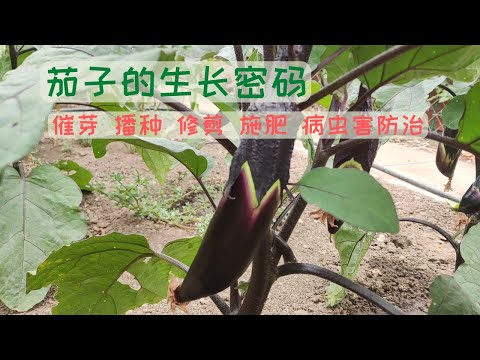 【茄子种植】茄子的生长密码 人人都可以种出吃不完的茄子 II 茄子的生长温度 播种 修剪 施肥 病虫害防治
