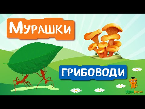 🍀 Дива природи. Явища навколо нас. Мурахи-листорізи 🌏