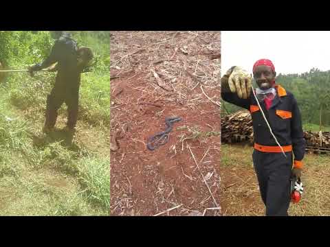 From Wild Growth to Rich Soil: Land Clearing for a Prosperous Harvest! 🌾🚜