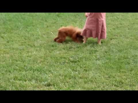 download lagu mp3 mp4 Cavapoo Quebec, download mp3 Cavapoo Quebec free download mp3, download mp3 Cavapoo Quebec