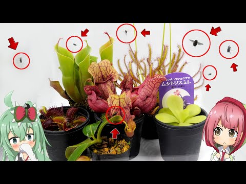 食虫植物のトリック