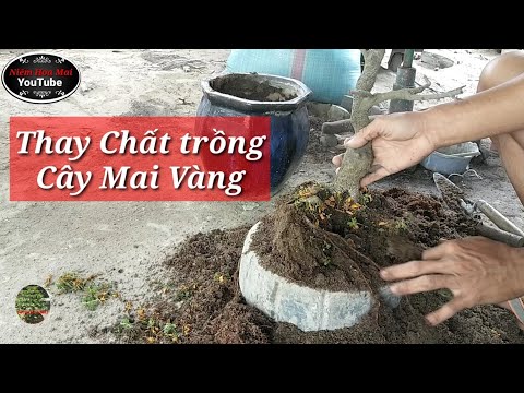 Thay Chất Trồng Cho Cây Mai Vàng Sau Khi Chơi Hoa Tết. Niếm Hoa Mai